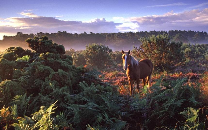 The Knightwood Oak A Luxury King Size En-Suite Space - Lymington New Forest With Totally Private Entrance - Key Box Entry - Free Parking & Private Outdoor Seating Area - Town ,Shops , Pubs & Solent Way Walking Distance & Complimentary Breakfast Items ภายนอก รูปภาพ
